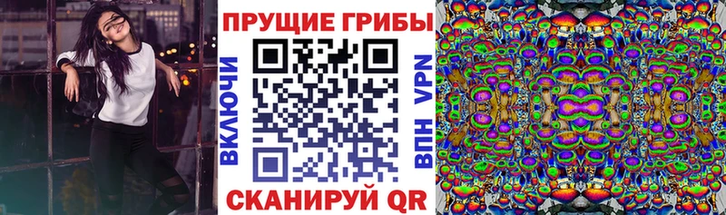 Галлюциногенные грибы Psilocybe  Георгиевск 